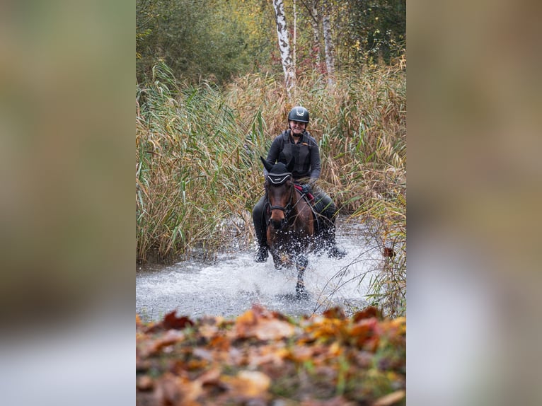 Other Warmbloods Mare 8 years 15.1 hh Brown in Karlsruhe