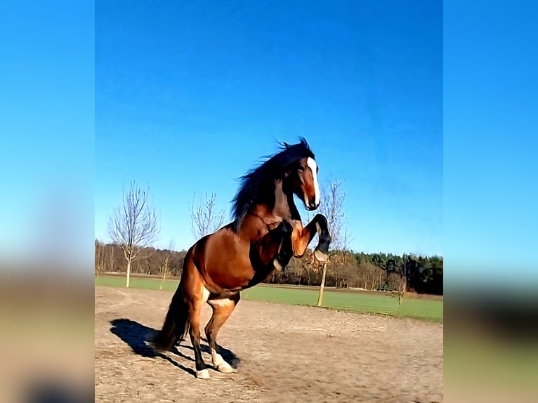 Other Warmbloods Mix Mare 8 years 15.2 hh Brown in Laatzen