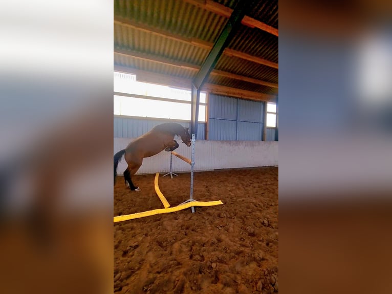 Other Warmbloods Mix Mare 8 years 15.2 hh Brown in Laatzen