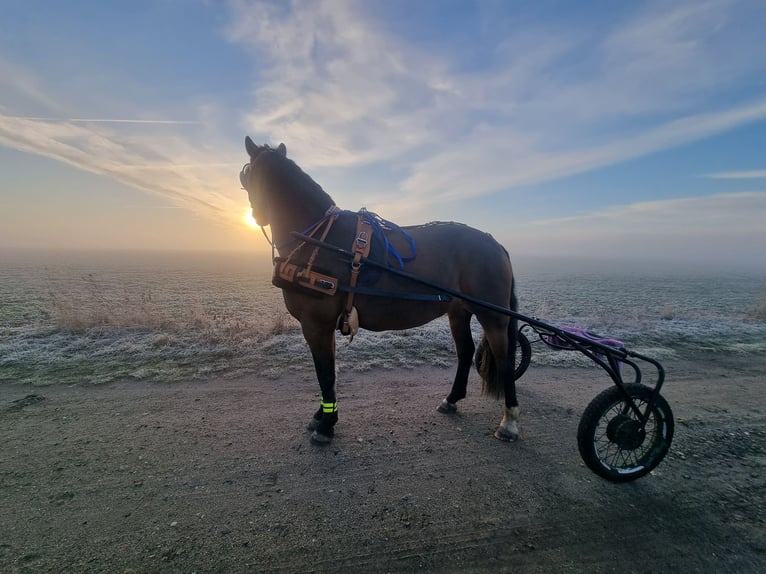 Other Warmbloods Mix Mare 8 years 15.2 hh Brown in Laatzen