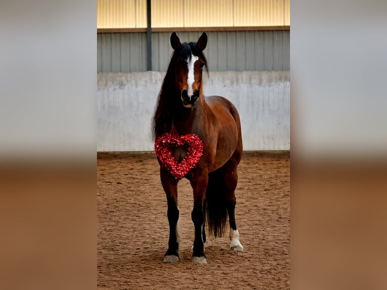Other Warmbloods Mix Mare 8 years 15.2 hh Brown in Laatzen