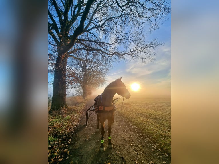 Other Warmbloods Mix Mare 8 years 15.2 hh Brown in Laatzen