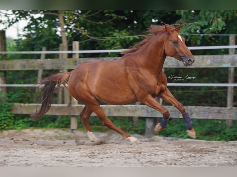 Other Warmbloods Mix Mare 8 years 15,2 hh Chestnut-Red in Hohberg