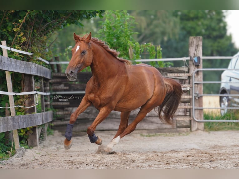 Other Warmbloods Mix Mare 8 years 15,2 hh Chestnut-Red in Hohberg