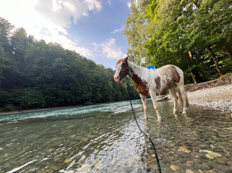 Other Warmbloods Mix Mare 8 years 15.3 hh Pinto in Rapperswil BE