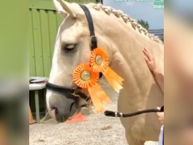 Other Warmbloods Mare 8 years 15 hh Palomino in Someren
