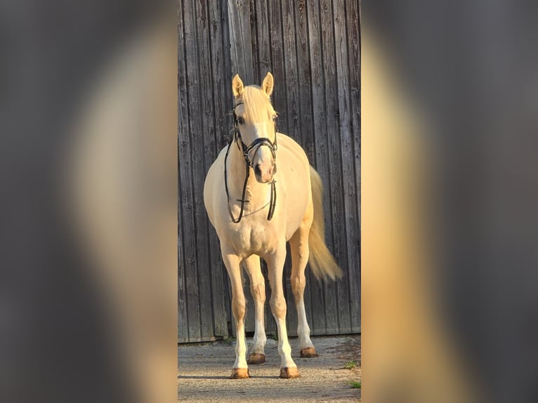 Other Warmbloods Mare 8 years 15 hh Palomino in Someren