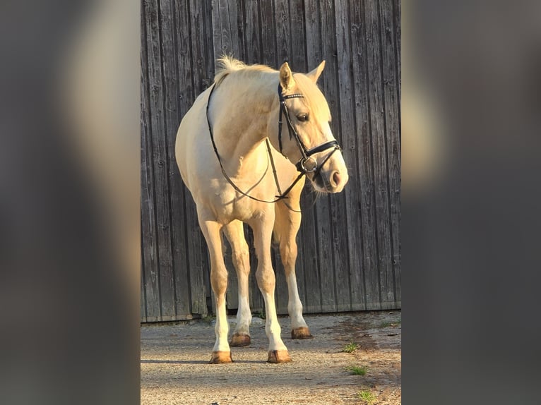 Other Warmbloods Mare 8 years 15 hh Palomino in Someren