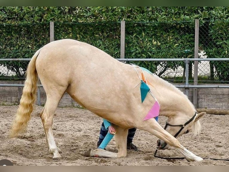 Other Warmbloods Mare 8 years 15 hh Palomino in Someren