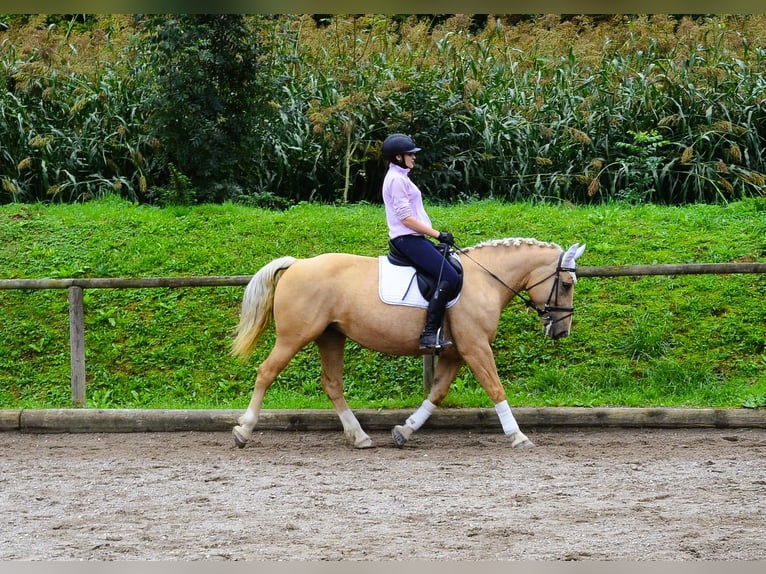 Other Warmbloods Mare 8 years 15,2 hh Palomino in Wellheim