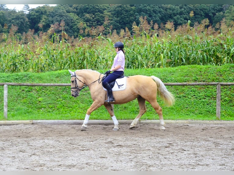Other Warmbloods Mare 8 years 15,2 hh Palomino in Wellheim