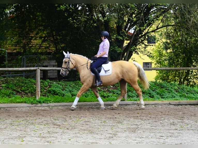 Other Warmbloods Mare 8 years 15,2 hh Palomino in Wellheim