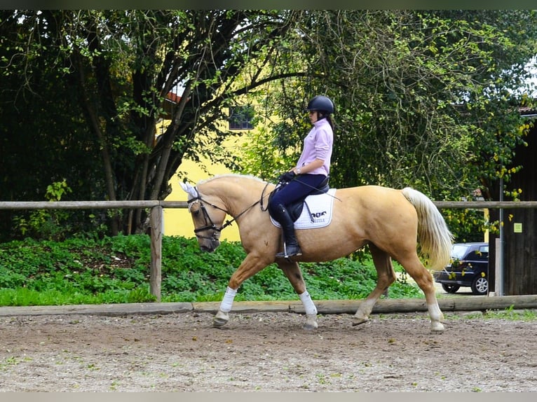 Other Warmbloods Mare 8 years 15,2 hh Palomino in Wellheim