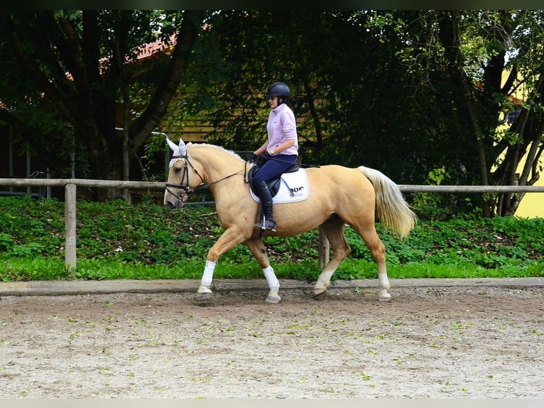 Other Warmbloods Mare 8 years 15,2 hh Palomino in Wellheim