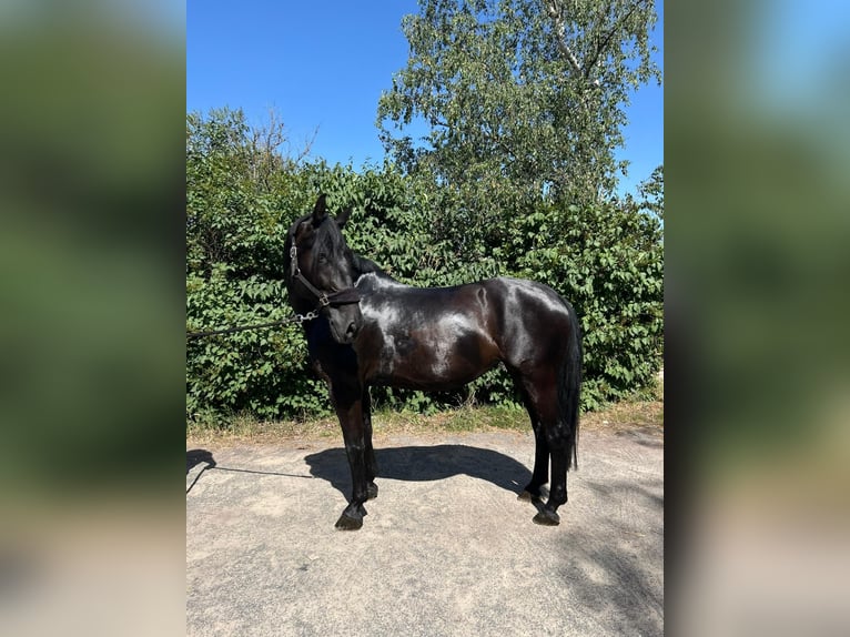 Other Warmbloods Mare 8 years 16.1 hh Black in Bischofsheim