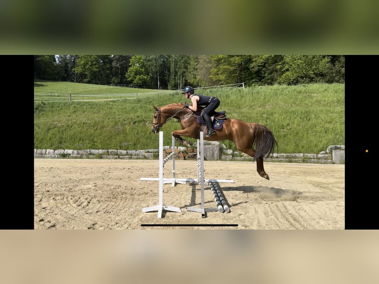 Other Warmbloods Mare 8 years 16,2 hh Chestnut-Red in Erharting