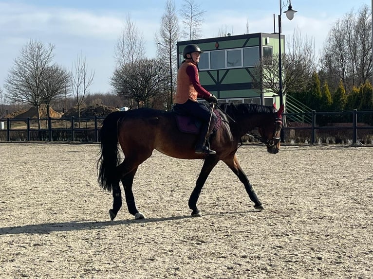 Other Warmbloods Mare 8 years 16 hh Bay in Świętoszowice