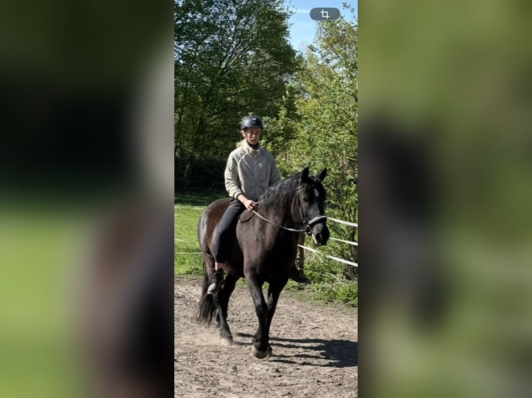 Other Warmbloods Mare 8 years 16 hh Black in Berlin