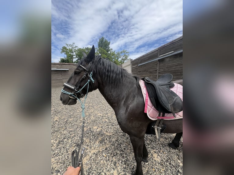 Other Warmbloods Mare 8 years 16 hh Black in Berlin