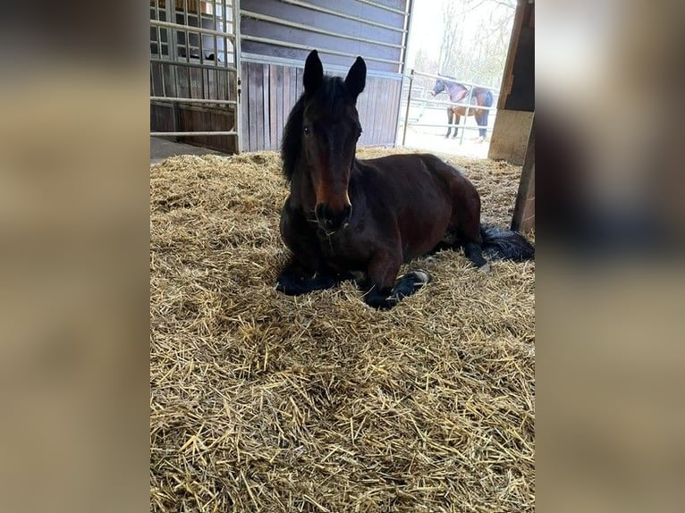 Other Warmbloods Mare 8 years 16 hh Brown in Monheim