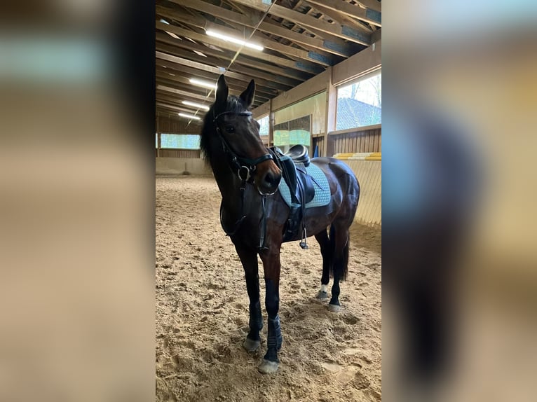 Other Warmbloods Mare 8 years 16 hh Brown in Monheim