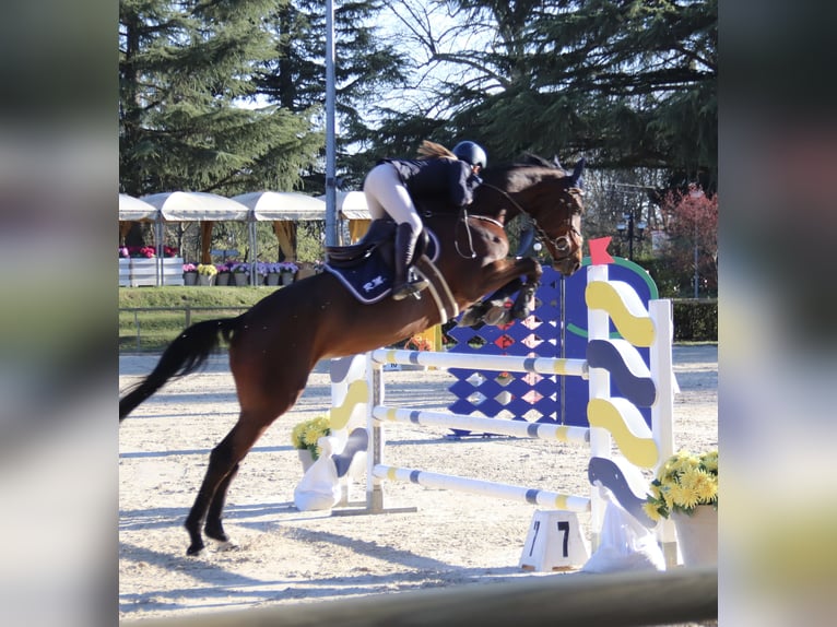 Other Warmbloods Mare 8 years 16 hh Brown in Carate Brianza