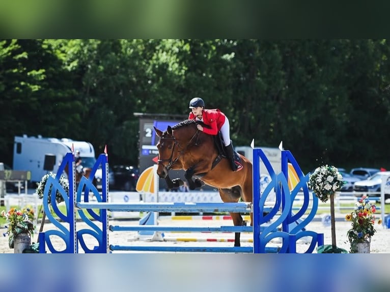 Other Warmbloods Mare 8 years 16 hh in Ptuj