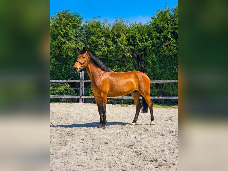 Other Warmbloods Mare 8 years 16 hh in Ptuj