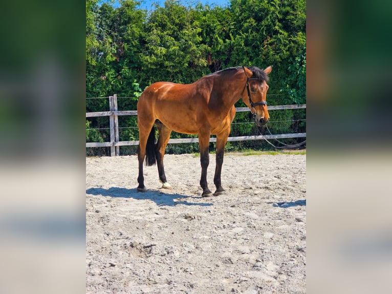Other Warmbloods Mare 8 years 16 hh in Ptuj