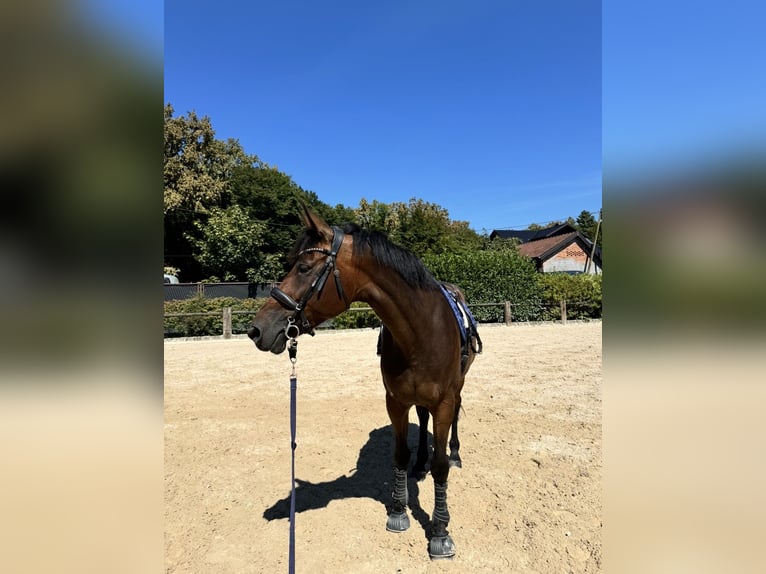 Other Warmbloods Mix Mare 8 years 16,2 hh Bay-Dark in Zagreb