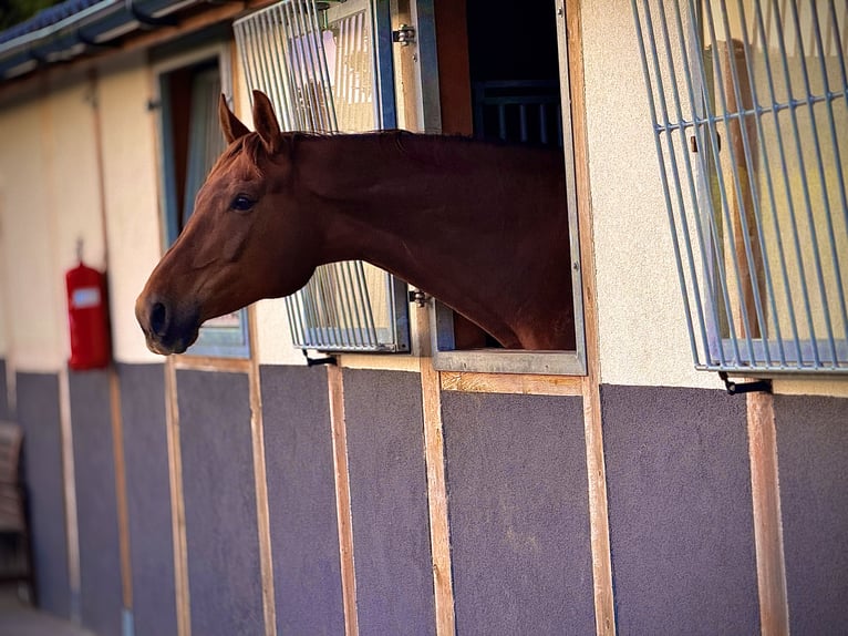 Other Warmbloods Mare 8 years 17 hh Chestnut in Trzebnica