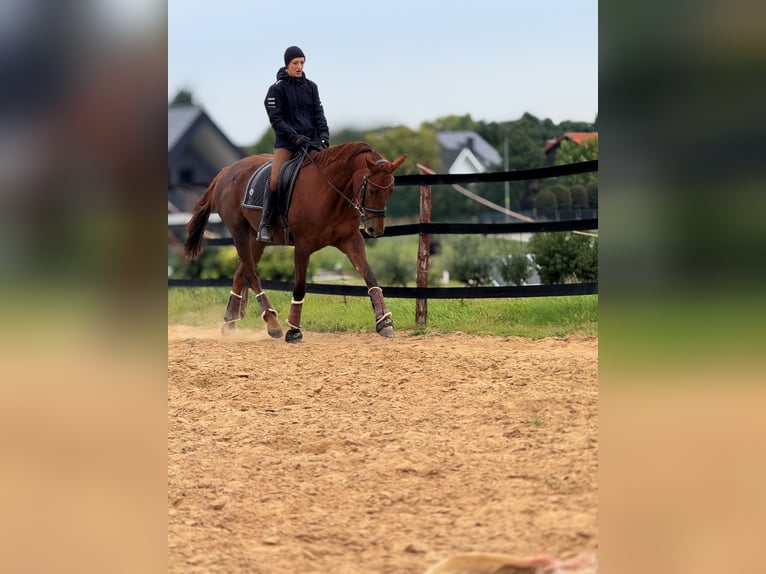 Other Warmbloods Mare 8 years 17 hh Chestnut in Trzebnica