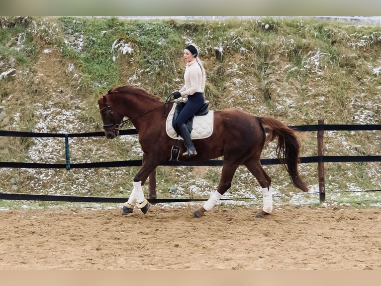 Other Warmbloods Mare 8 years 17 hh Chestnut in Trzebnica