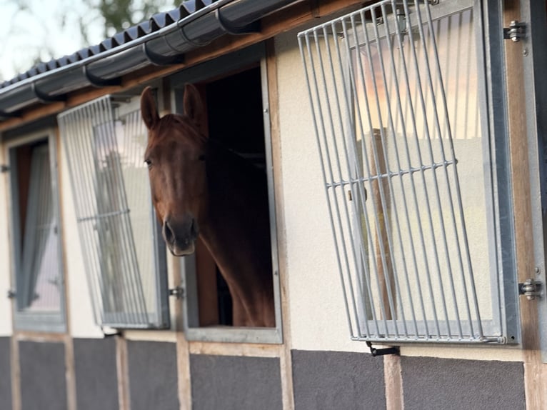 Other Warmbloods Mare 8 years 17 hh Chestnut in Trzebnica