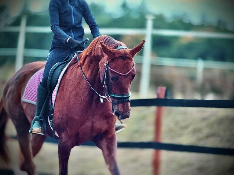 Other Warmbloods Mare 8 years 17 hh Chestnut in Trzebnica