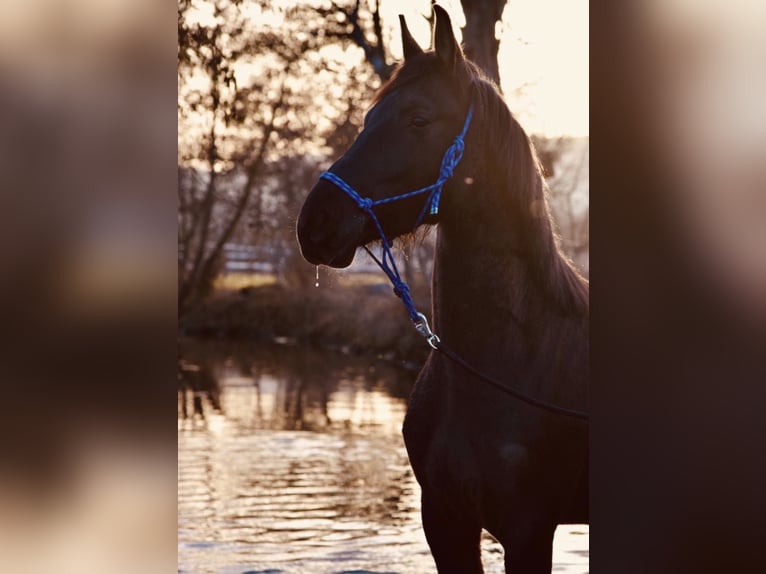 Other Warmbloods Mare 9 years 15.2 hh Black in Haßloch