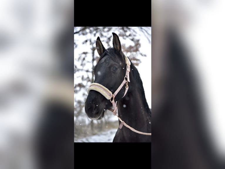 Other Warmbloods Mare 9 years 15.2 hh Black in Haßloch