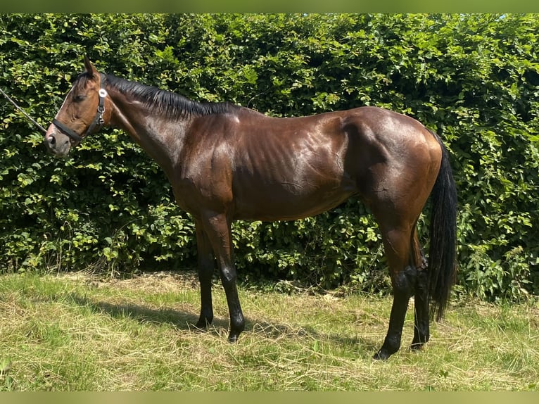 Other Warmbloods Mare 9 years 15,2 hh Brown in Elze Esbeck