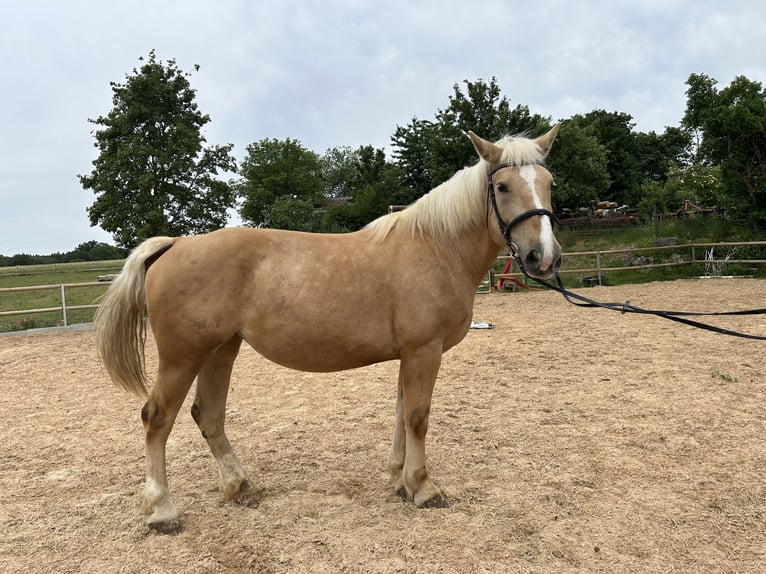 Other Warmbloods Mare 9 years 15.2 hh Palomino in Rennertshofen