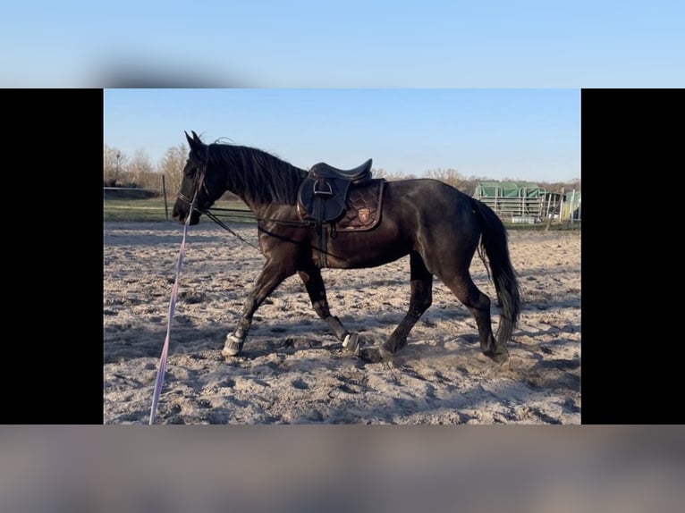 Other Warmbloods Mare 9 years 15,2 hh Black in Haßloch