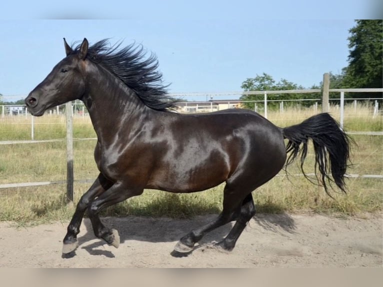 Other Warmbloods Mare 9 years 15,2 hh Black in Haßloch