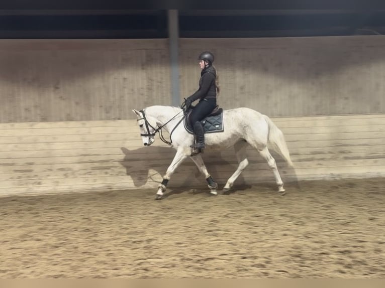 Other Warmbloods Mare 9 years 15,2 hh Grey in Pelmberg