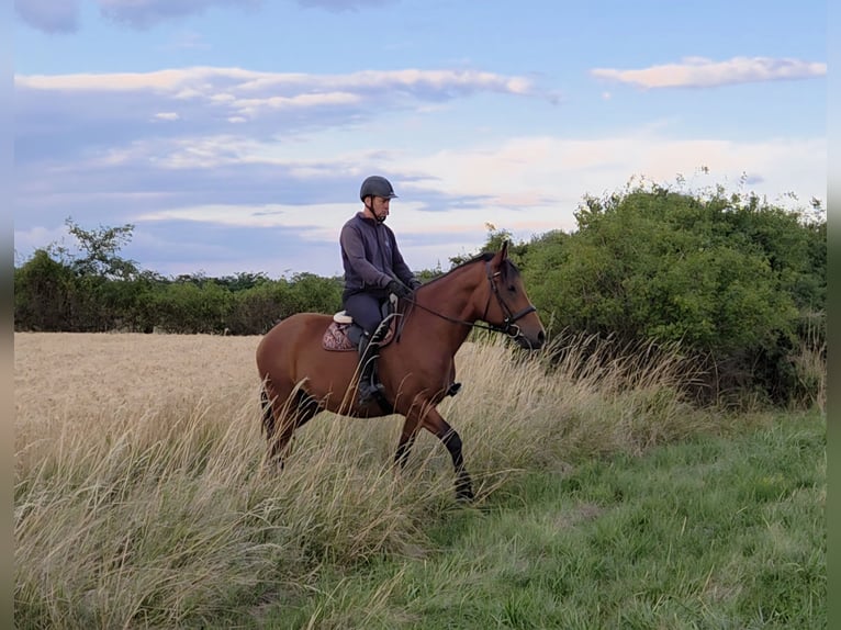 Other Warmbloods Mare 9 years 15,2 hh in Schattendorf