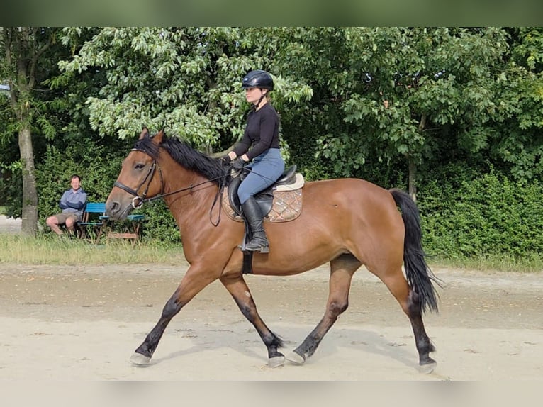 Other Warmbloods Mare 9 years 15,2 hh in Schattendorf