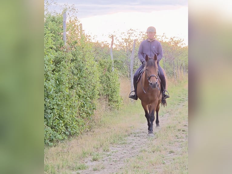 Other Warmbloods Mare 9 years 15,2 hh in Schattendorf