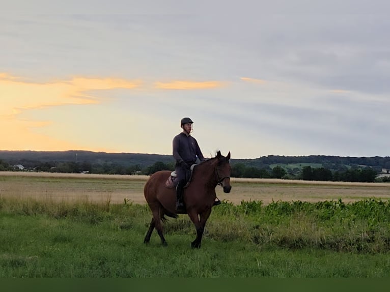 Other Warmbloods Mare 9 years 15,2 hh in Schattendorf