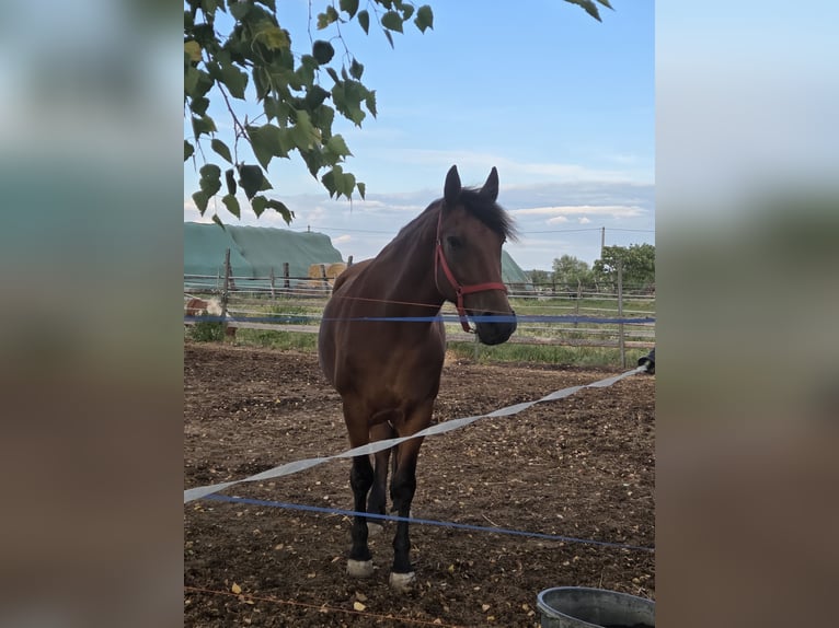 Other Warmbloods Mare 9 years 15,2 hh in Schattendorf