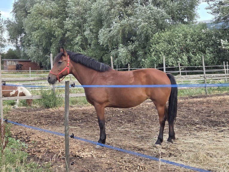 Other Warmbloods Mare 9 years 15,2 hh in Schattendorf