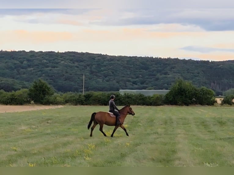 Other Warmbloods Mare 9 years 15,2 hh in Schattendorf
