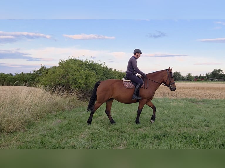 Other Warmbloods Mare 9 years 15,2 hh in Schattendorf